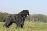 BOUVIER DES FLANDRES 100